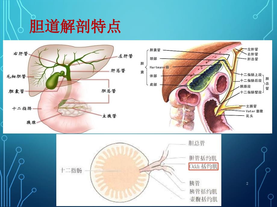 胆结石诊疗的新进展课堂PPT_第2页