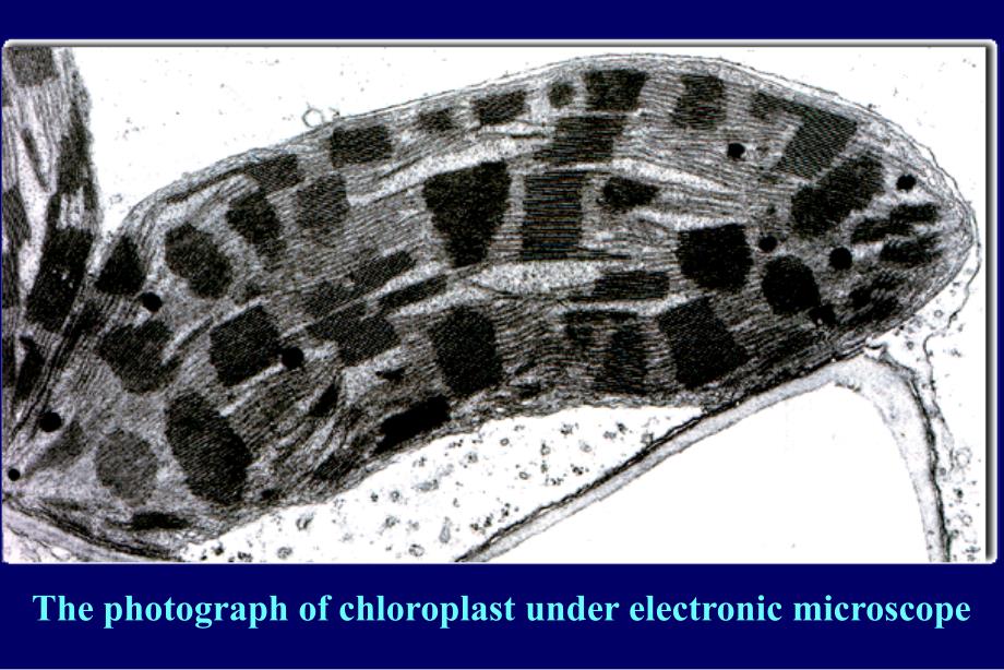 叶绿体的结构和成分_第4页