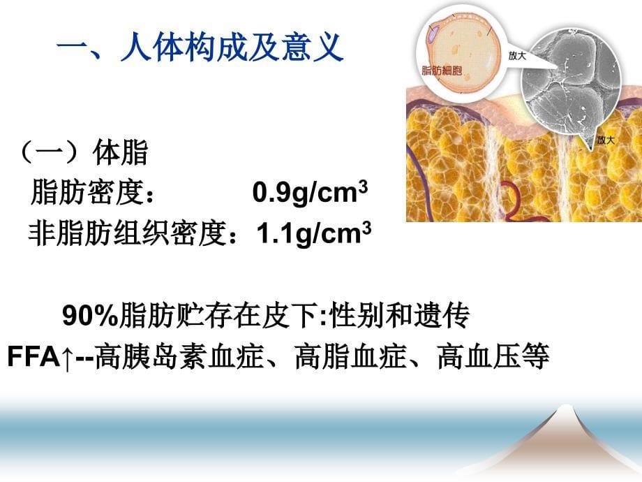 第二节蛋白质和氨基酸_第5页