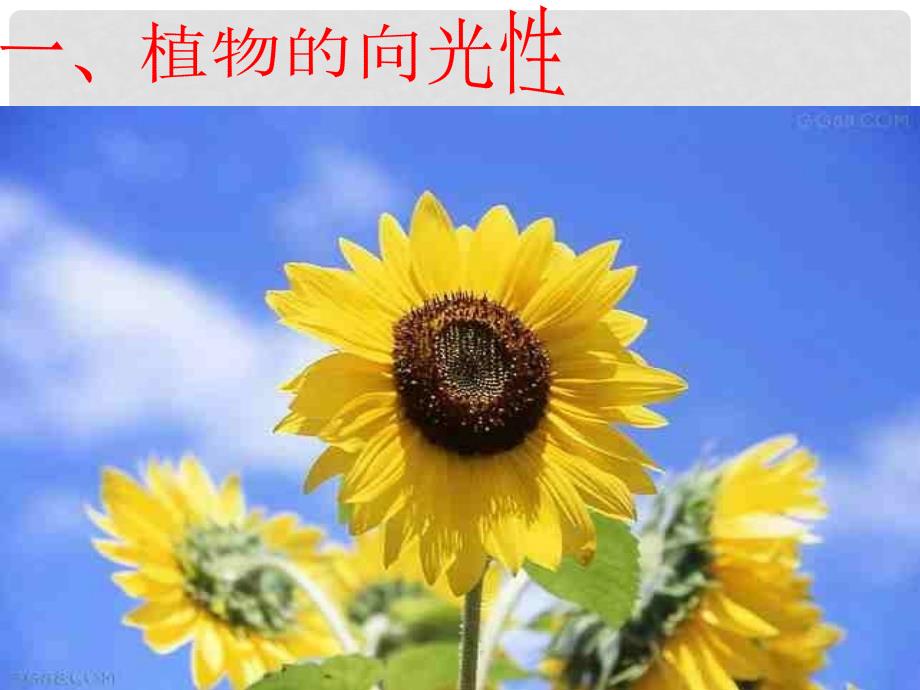 云南省峨山彝族自治县高中生物 第三章 植物的激素调节 3.1 植物生长素的发现课件2 新人教版必修3_第4页