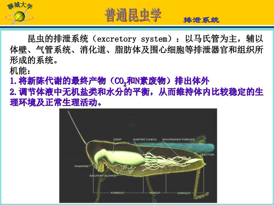 十六章昆的排泄系统_第2页