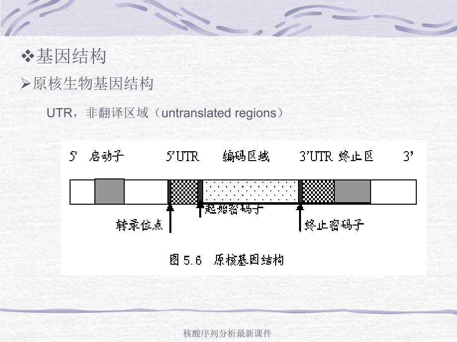 核酸序列分析最新课件_第3页