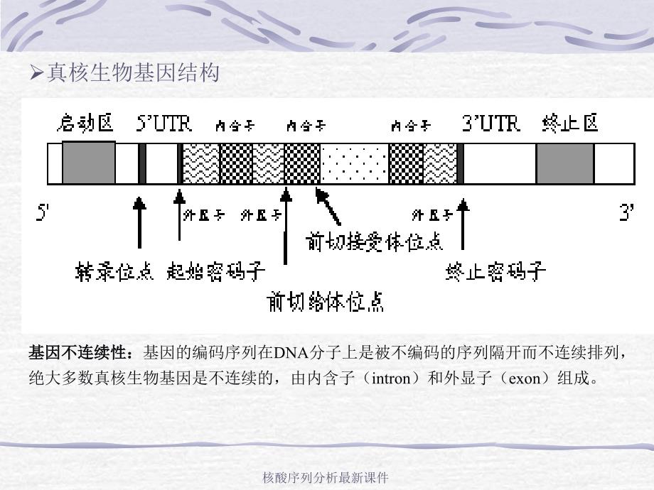 核酸序列分析最新课件_第4页