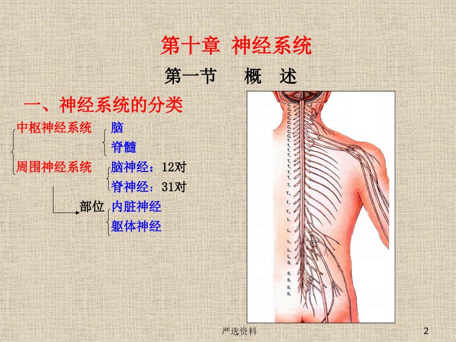 神经解剖（行业荟萃）_第2页