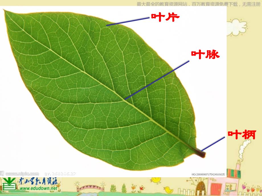 苏教版科学三下叶和花PPT课件8_第3页