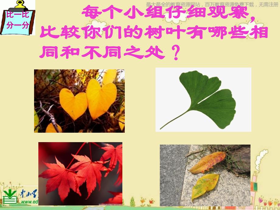 苏教版科学三下叶和花PPT课件8_第4页