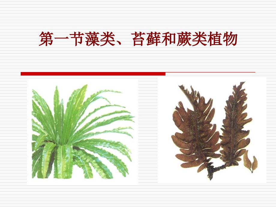 藻类苔藓和蕨类植物ppt课件_第2页