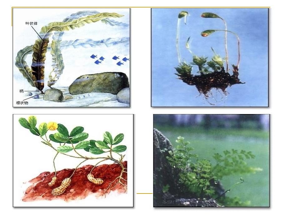 藻类苔藓和蕨类植物ppt课件_第3页