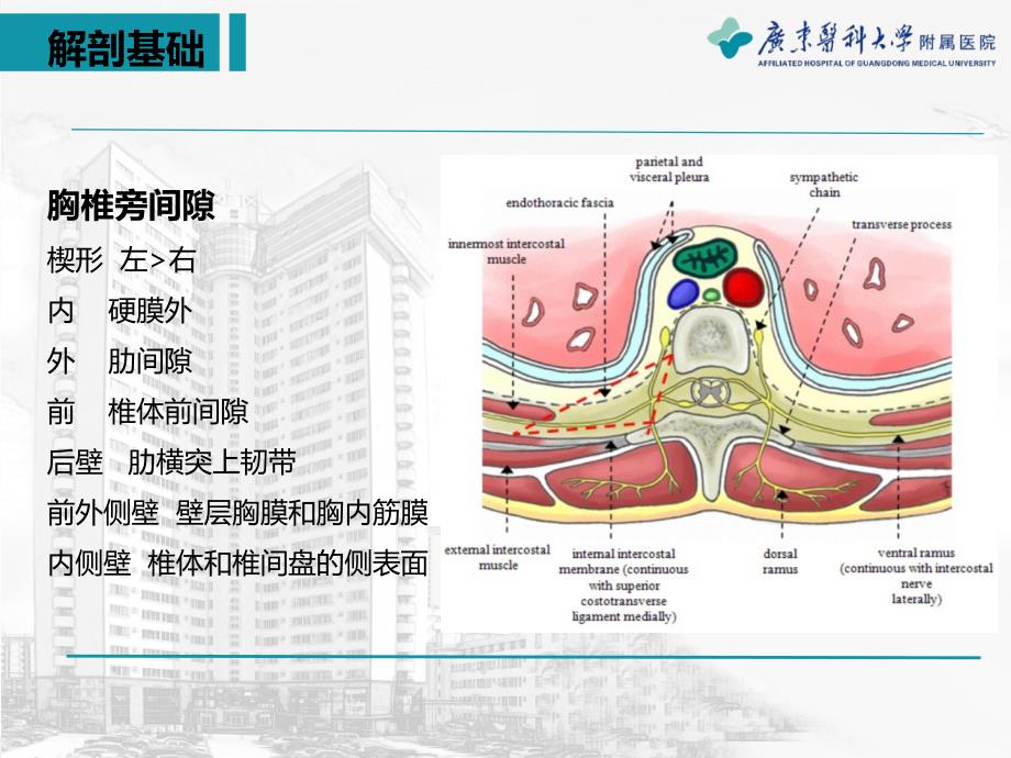 超声引导下的胸椎旁阻滞.ppt_第4页