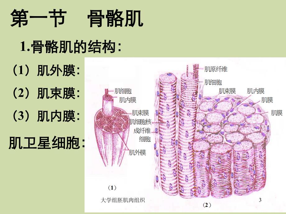 大学组胚肌肉组织_第3页