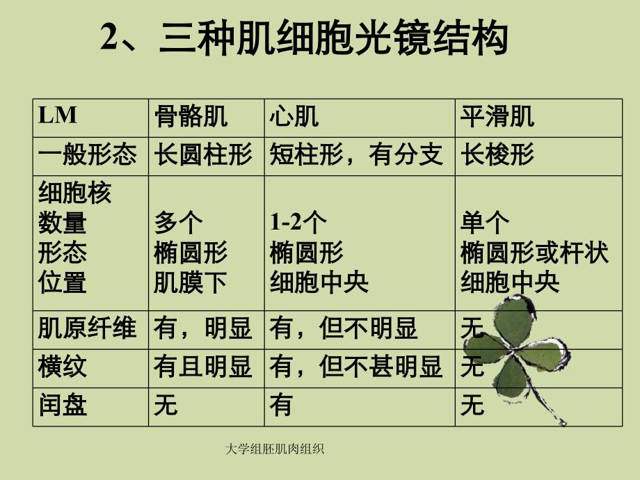 大学组胚肌肉组织_第4页