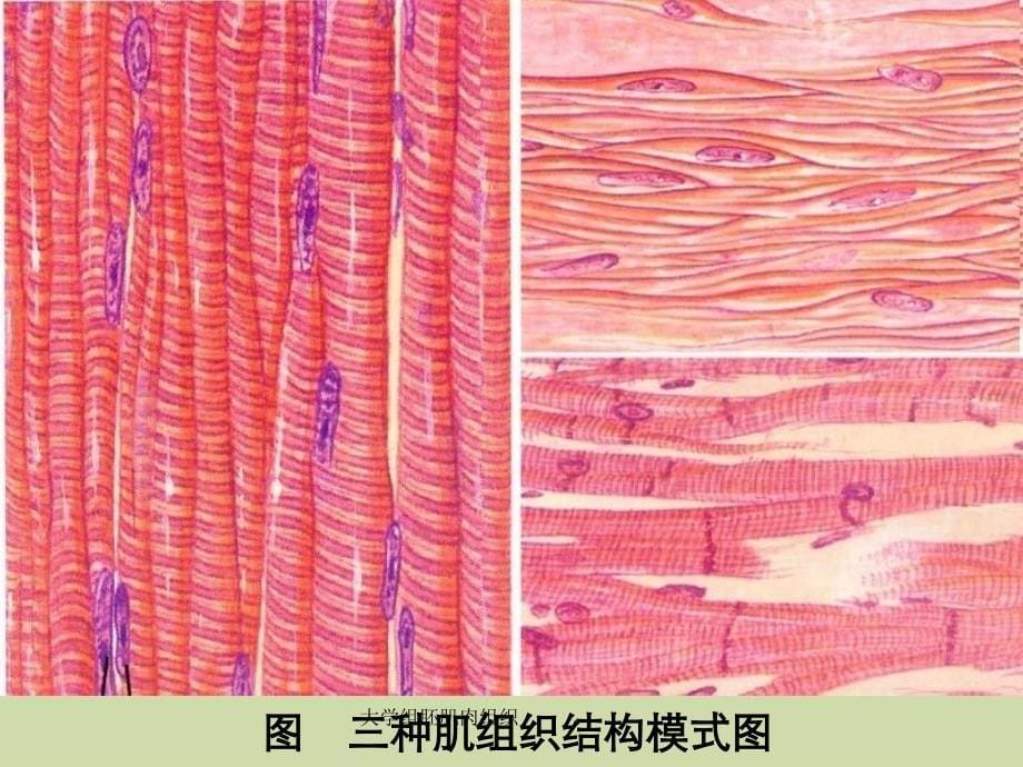 大学组胚肌肉组织_第5页