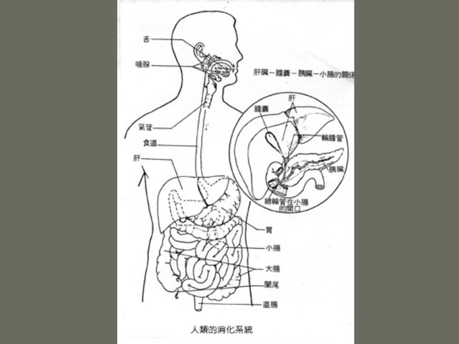 人体的消化系统课件_第2页