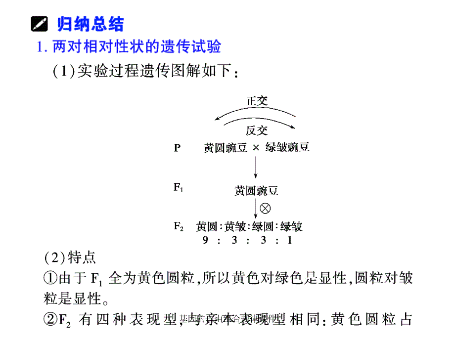 基因的自由组合规律课件_第2页