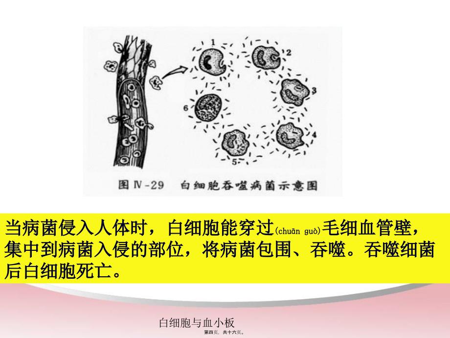 白细胞与血小板课件_第4页