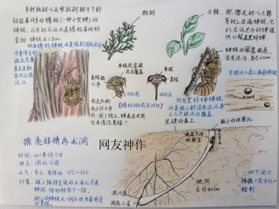 蝉(法布尔)(√)课件_第3页