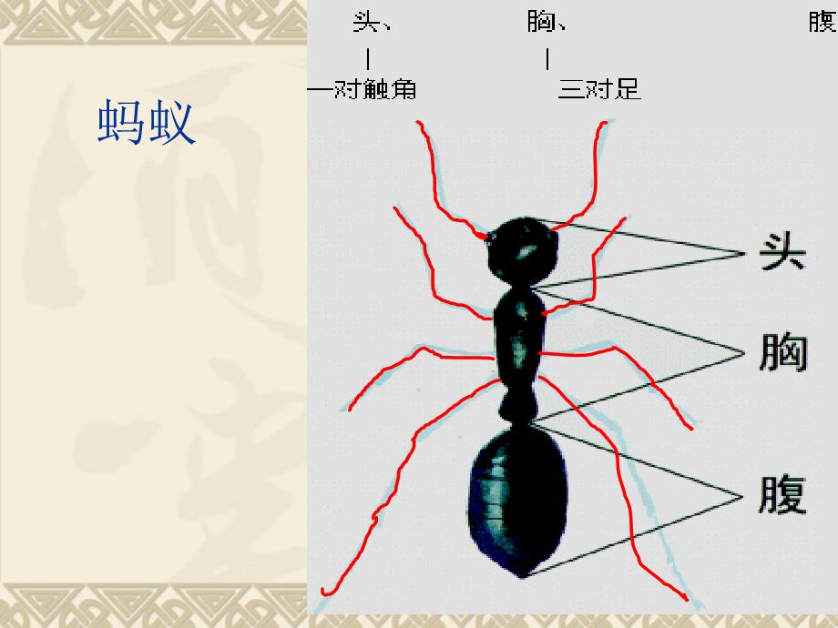 青岛版小学科学《蚂蚁》课件_第4页