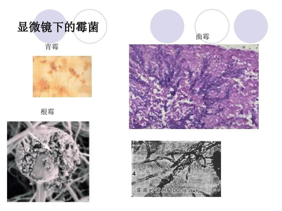 苏教版小科学六年级上册《馒头发霉了》_第5页