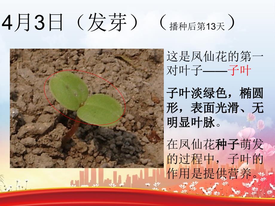 三年级科学下册植物的生长变化4种子变成了幼苗课件1教科版教科版小学三年级下册自然科学课件_第4页