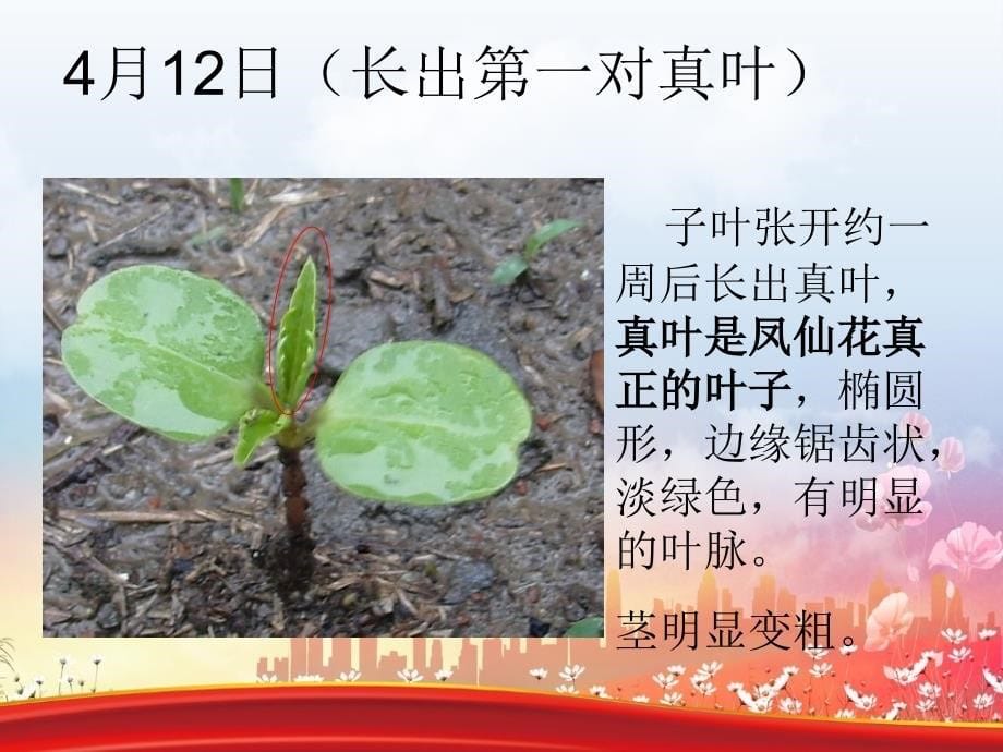 三年级科学下册植物的生长变化4种子变成了幼苗课件1教科版教科版小学三年级下册自然科学课件_第5页