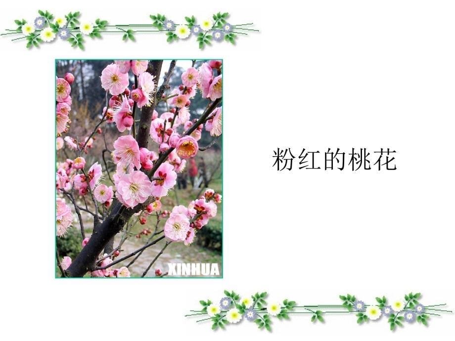 植物妈妈有办法PPT_第5页