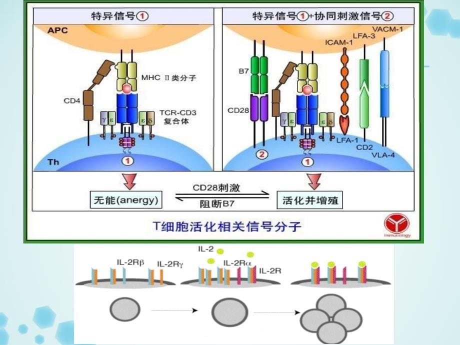 免疫抑制剂汇总_第5页