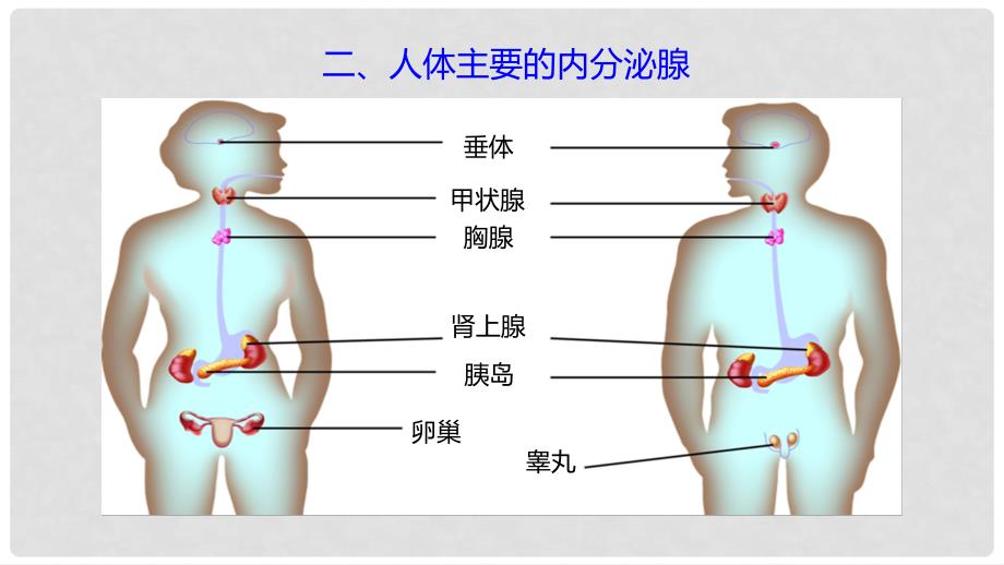 七年级生物下册 4.6.4 激素调节课件 （新版）新人教版_第4页