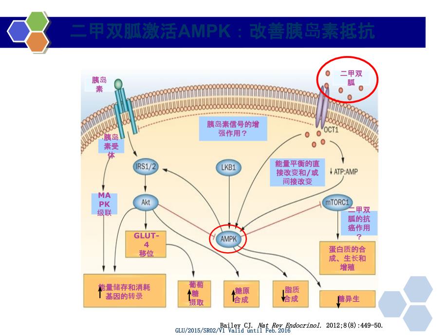 糖尿病治疗药物概述522_第4页