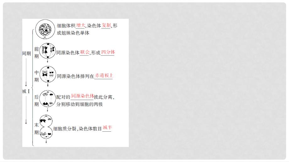 高中生物 第1单元 遗传与变异的细胞学基础 第1章 染色体在有性生殖中的变化 第1节 减数分裂与配子形成课件 中图版必修2_第4页