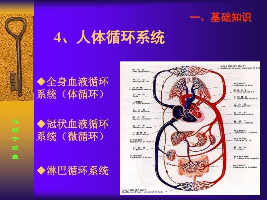 【医学ppt课件】心脑宁胶囊产品手册_第5页