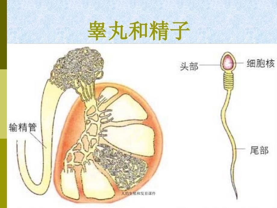 人的生殖和发育课件_第5页