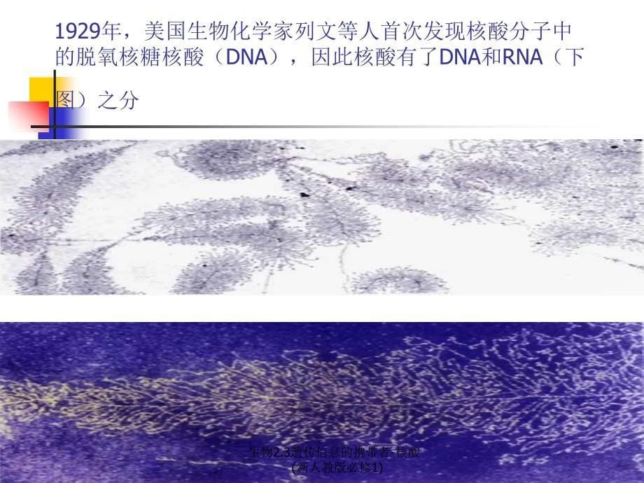 生物2.3遗传信息的携带者核酸新人教版必修1课件_第5页