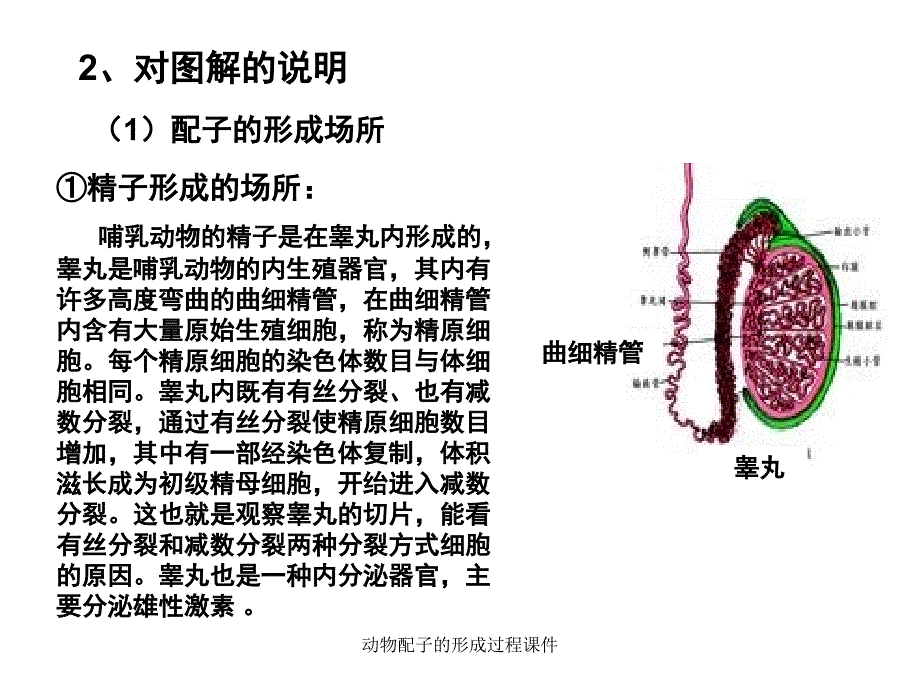 动物配子的形成过程课件_第2页