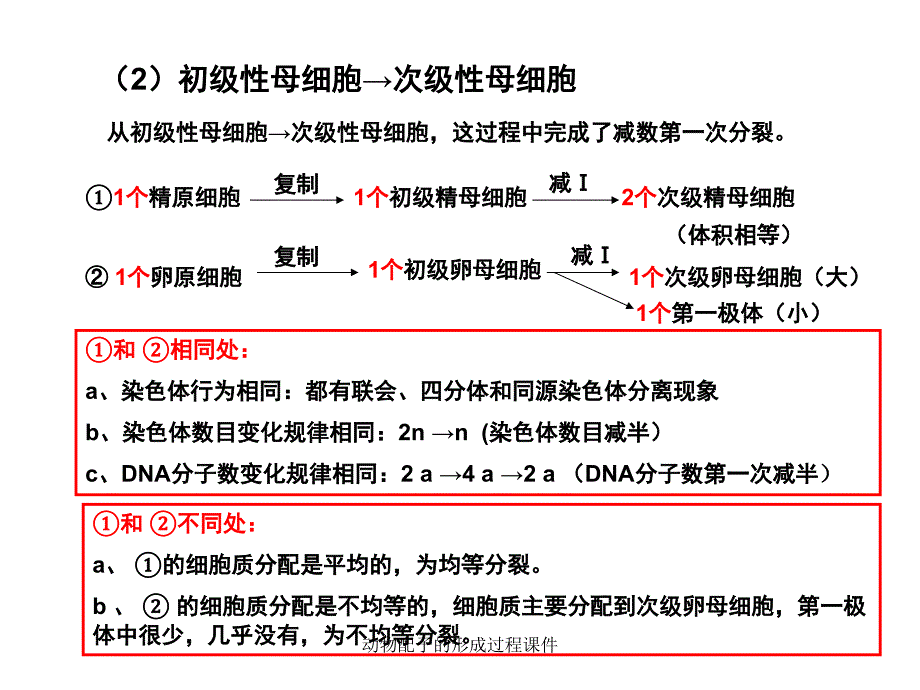 动物配子的形成过程课件_第4页