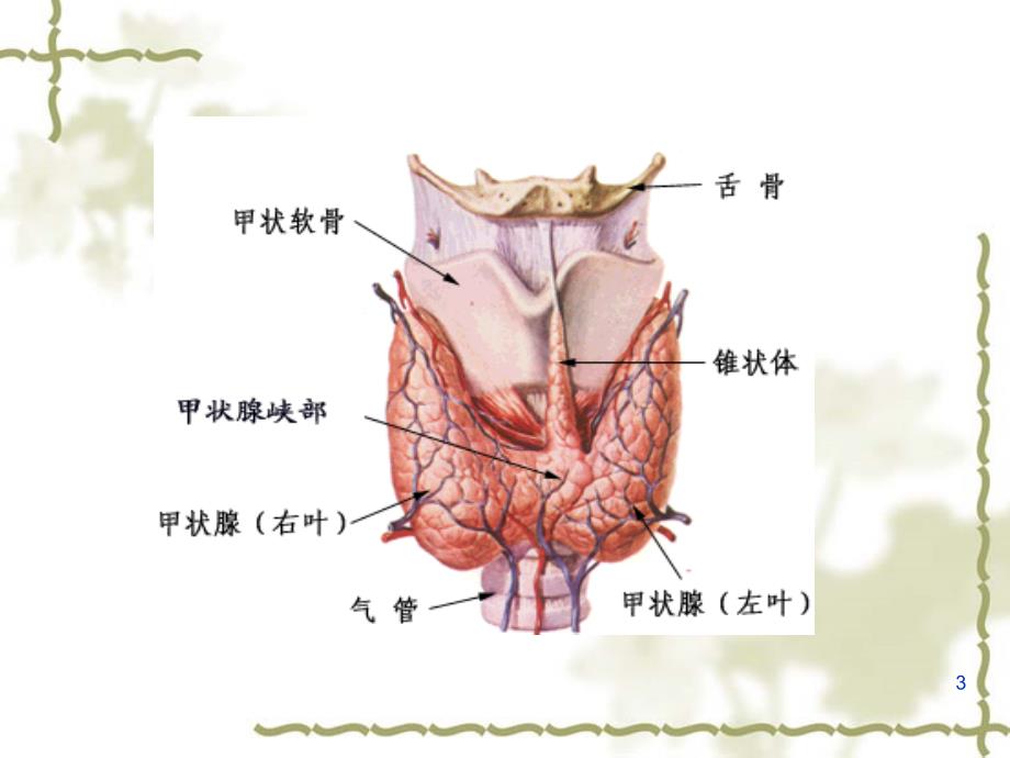 内科学甲亢课件_第3页