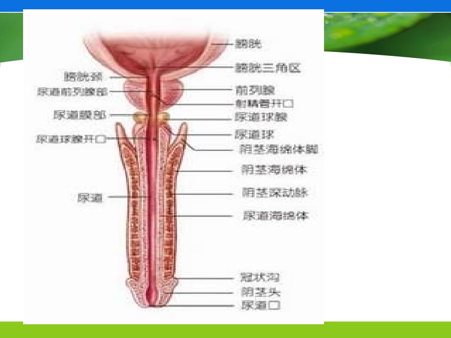 导尿术注意的一些细节_第3页