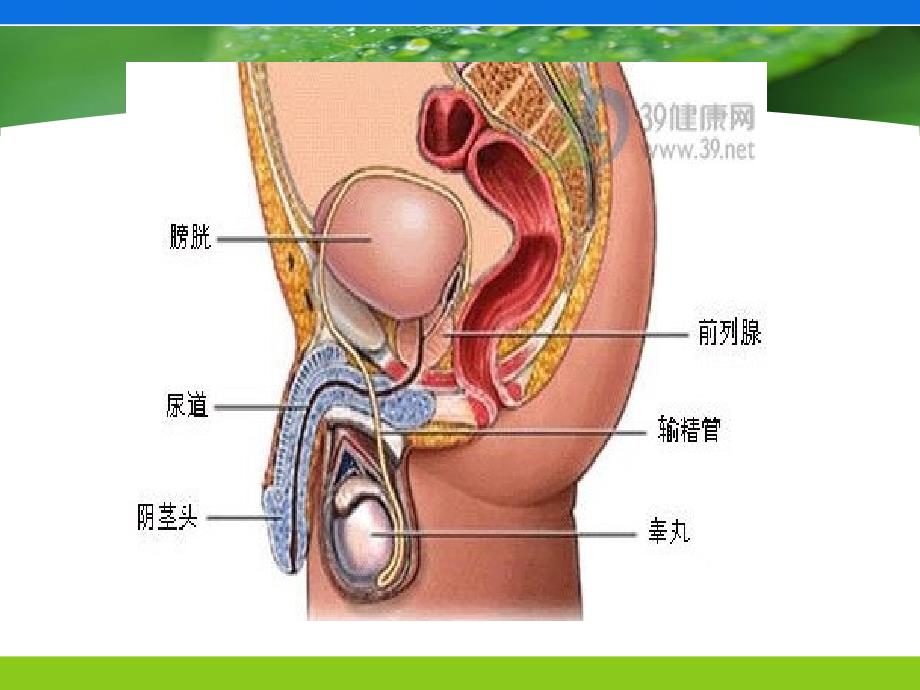 导尿术注意的一些细节_第4页