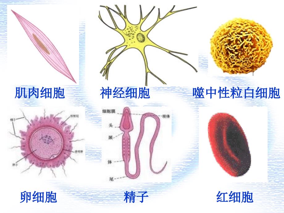 细胞的多样性和统一性(必修一).ppt_第3页