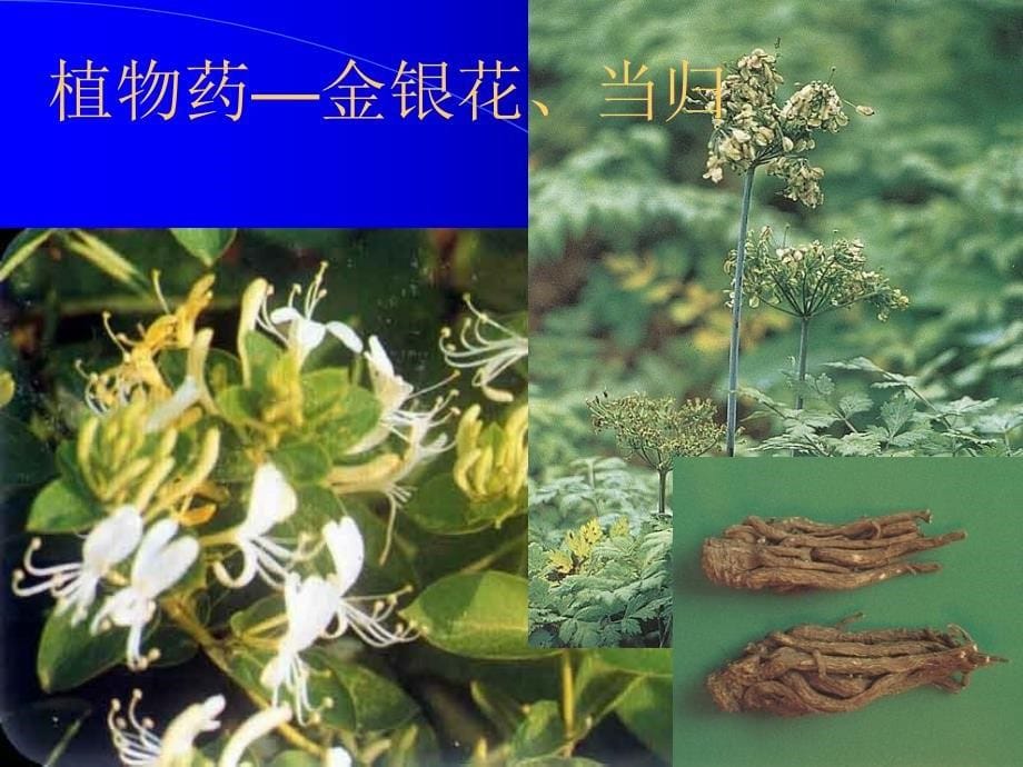 药理学总论医学医药_第5页