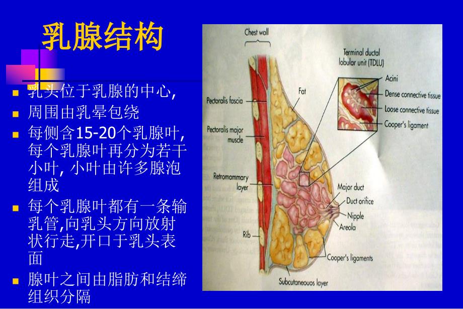 乳腺超声PPT课件_第4页