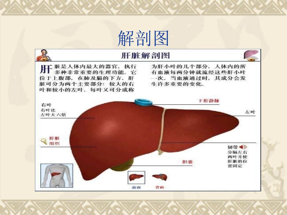 右半肝切除术_第2页