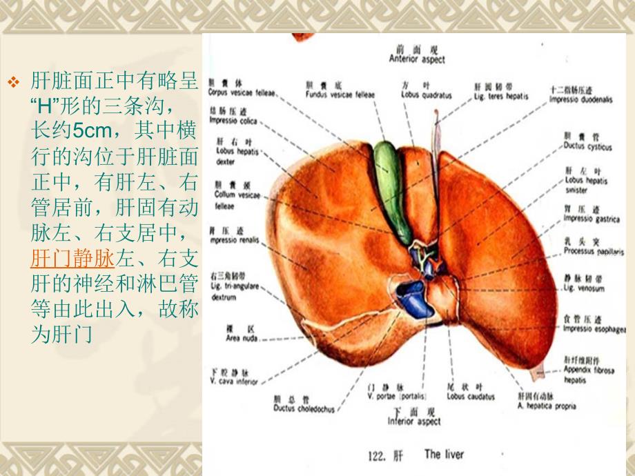 右半肝切除术_第3页