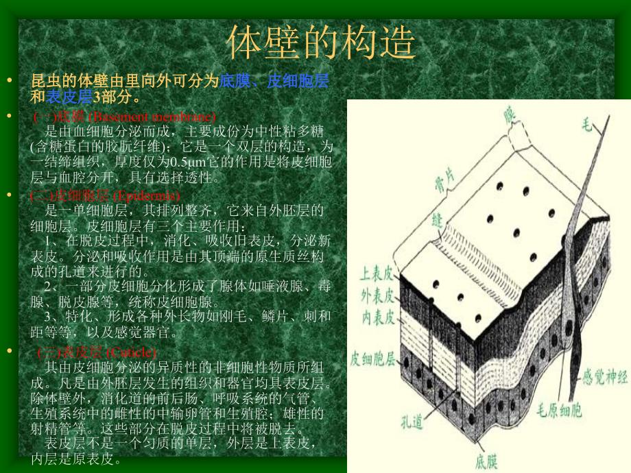 昆虫的内部器官_第3页