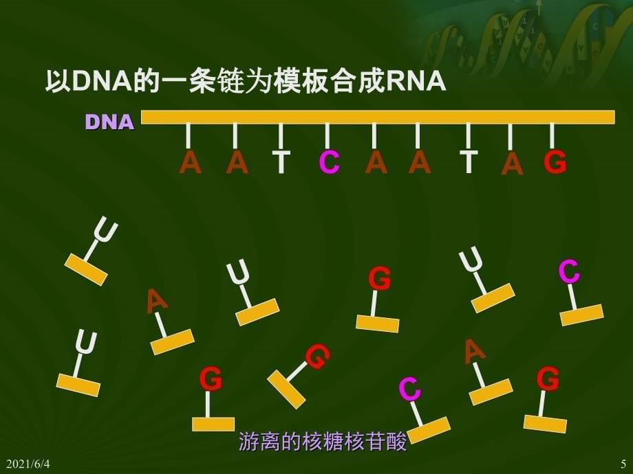 基因指导蛋白质的合成-PPT精选_第5页