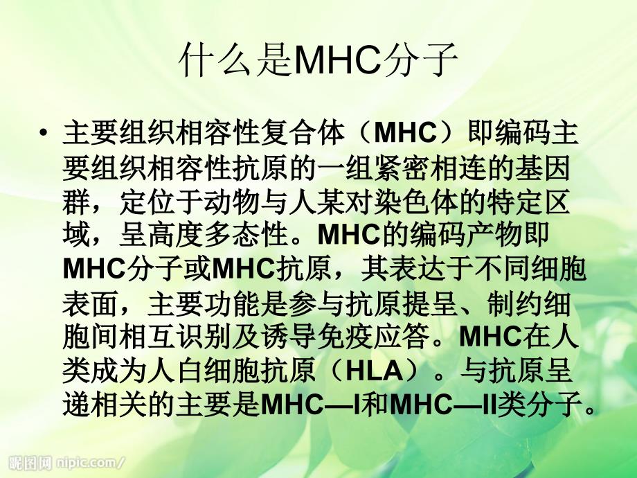 免疫细胞膜分子MHCI类MHCII类的分布与免疫应答有何的关系文档资料_第1页