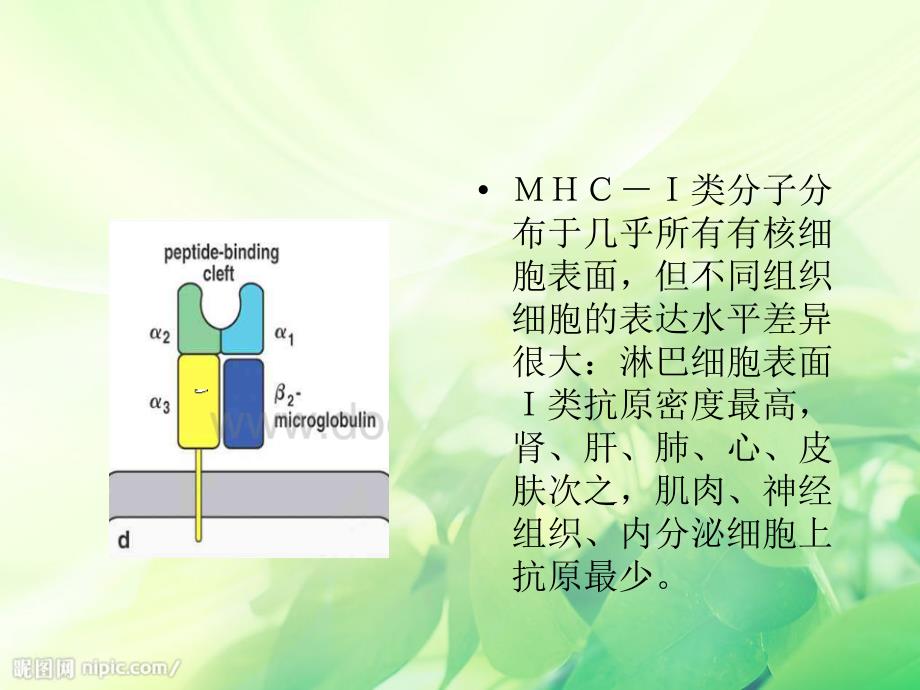 免疫细胞膜分子MHCI类MHCII类的分布与免疫应答有何的关系文档资料_第2页