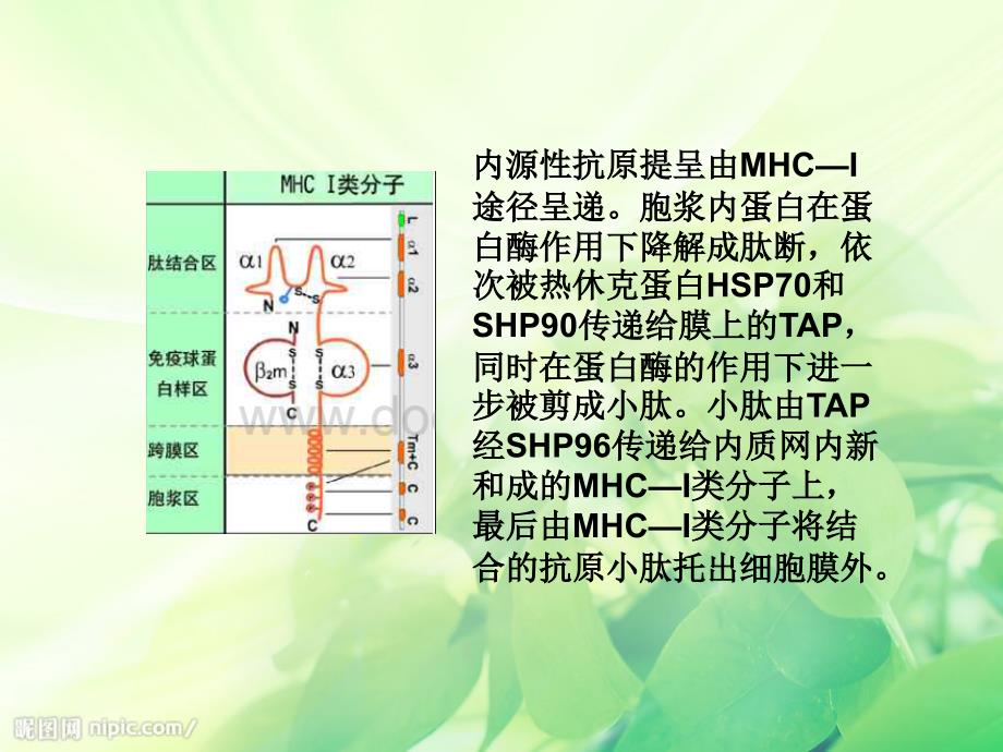 免疫细胞膜分子MHCI类MHCII类的分布与免疫应答有何的关系文档资料_第3页