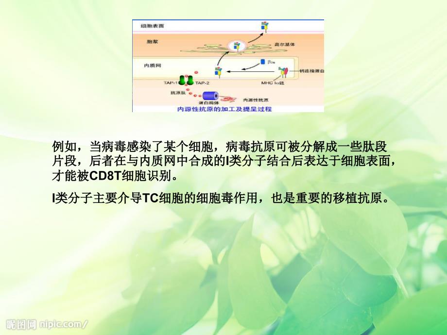 免疫细胞膜分子MHCI类MHCII类的分布与免疫应答有何的关系文档资料_第4页