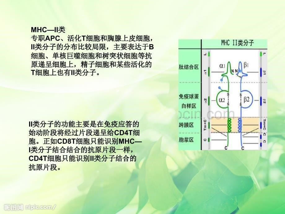 免疫细胞膜分子MHCI类MHCII类的分布与免疫应答有何的关系文档资料_第5页