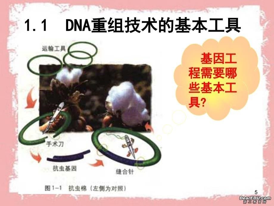 基因工程一章课件_第5页